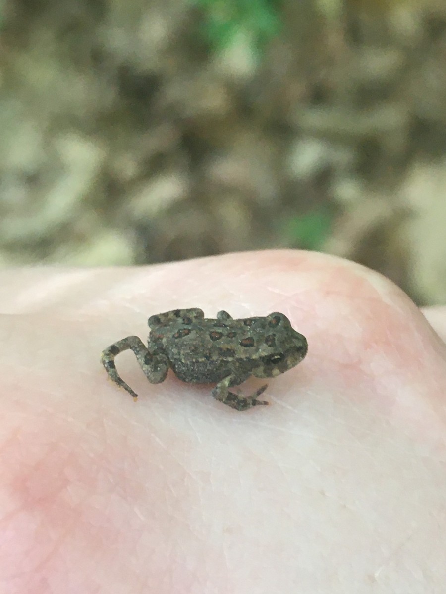American Toad - ML645461546