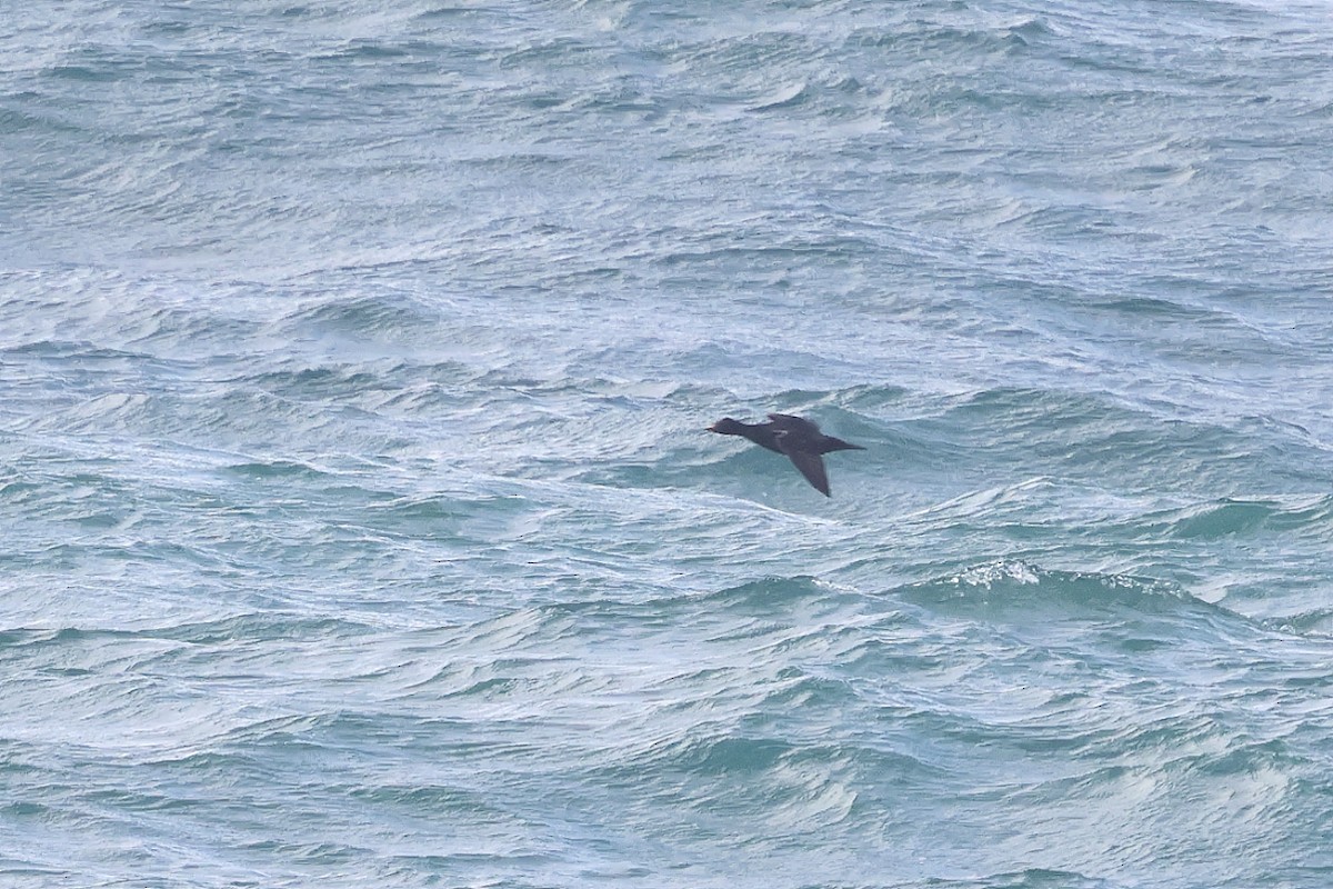 ヨーロッパクロガモ - ML645461555