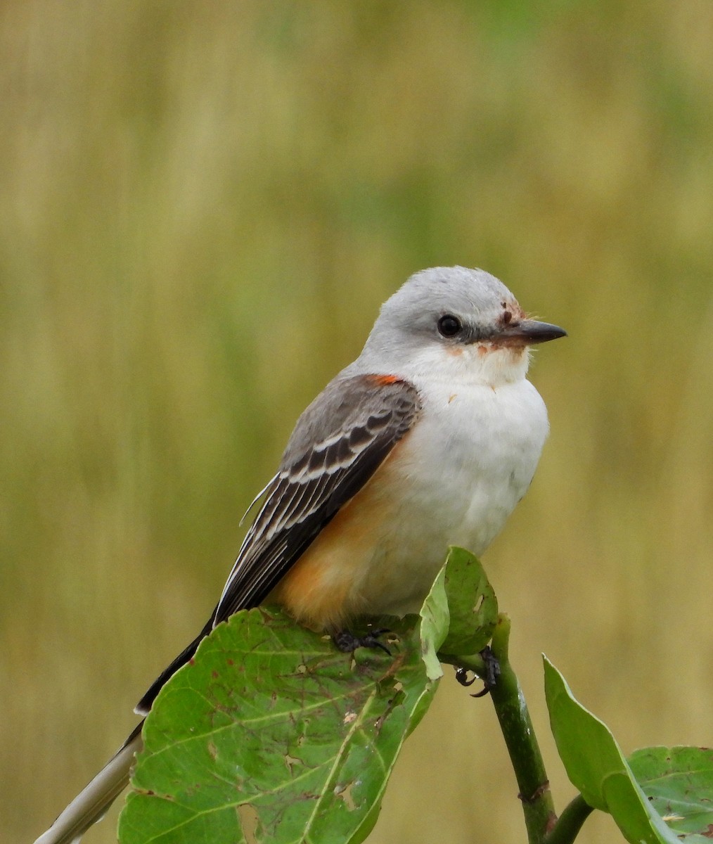 Scissor-tailed Flycatcher - ML645461556