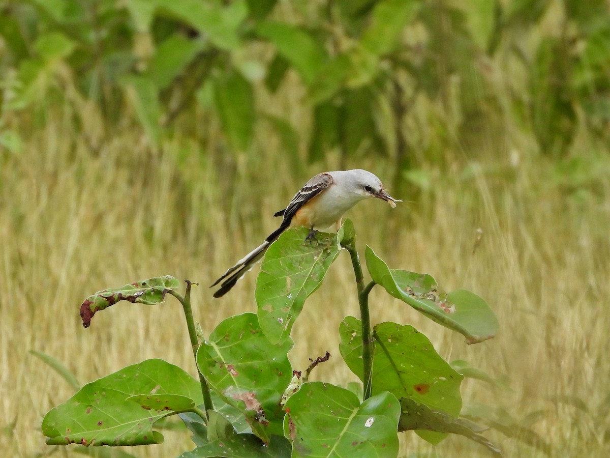 Scissor-tailed Flycatcher - ML645461557