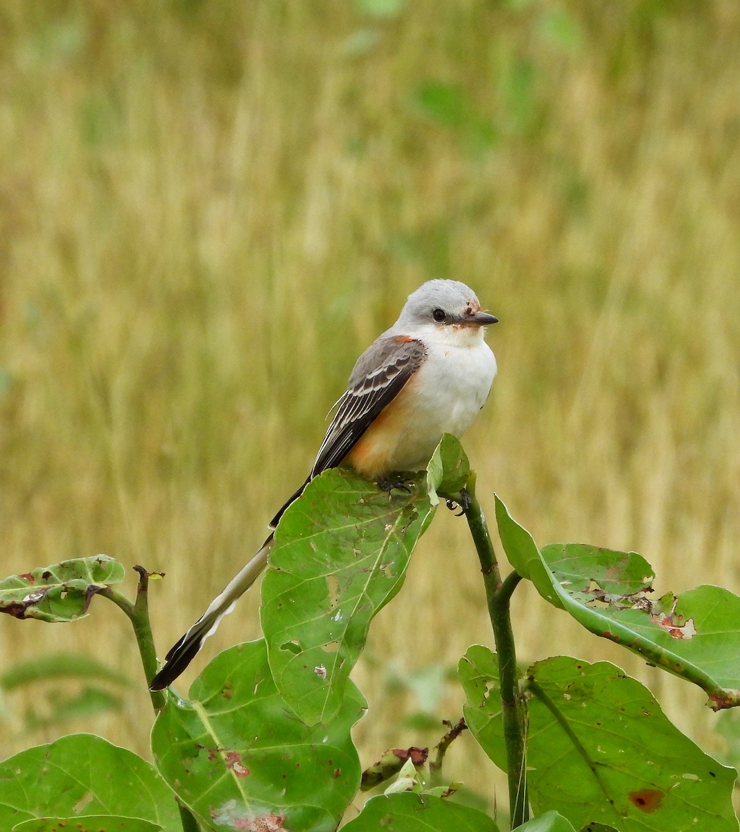 Scissor-tailed Flycatcher - ML645461558
