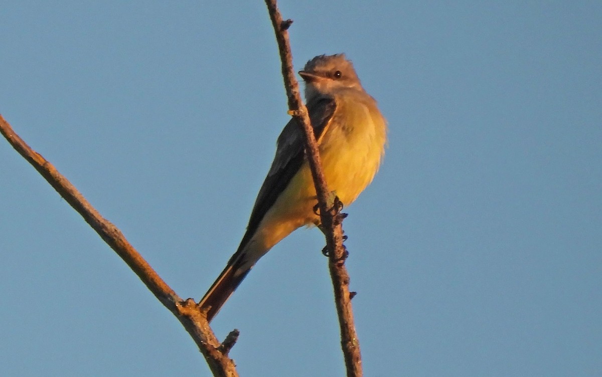 Western Kingbird - ML645461561