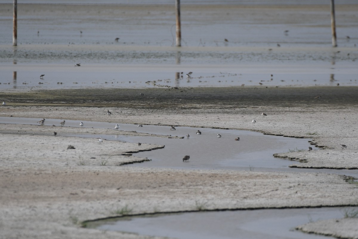 Semipalmated Plover - ML645461563