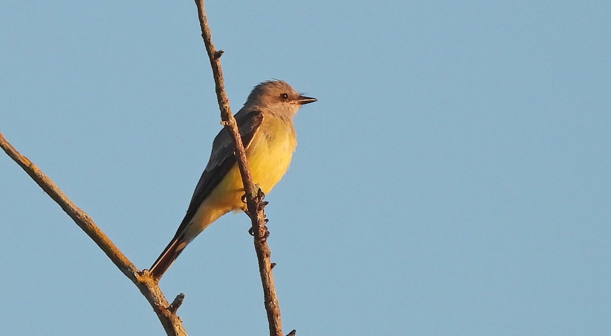 Western Kingbird - ML645461564