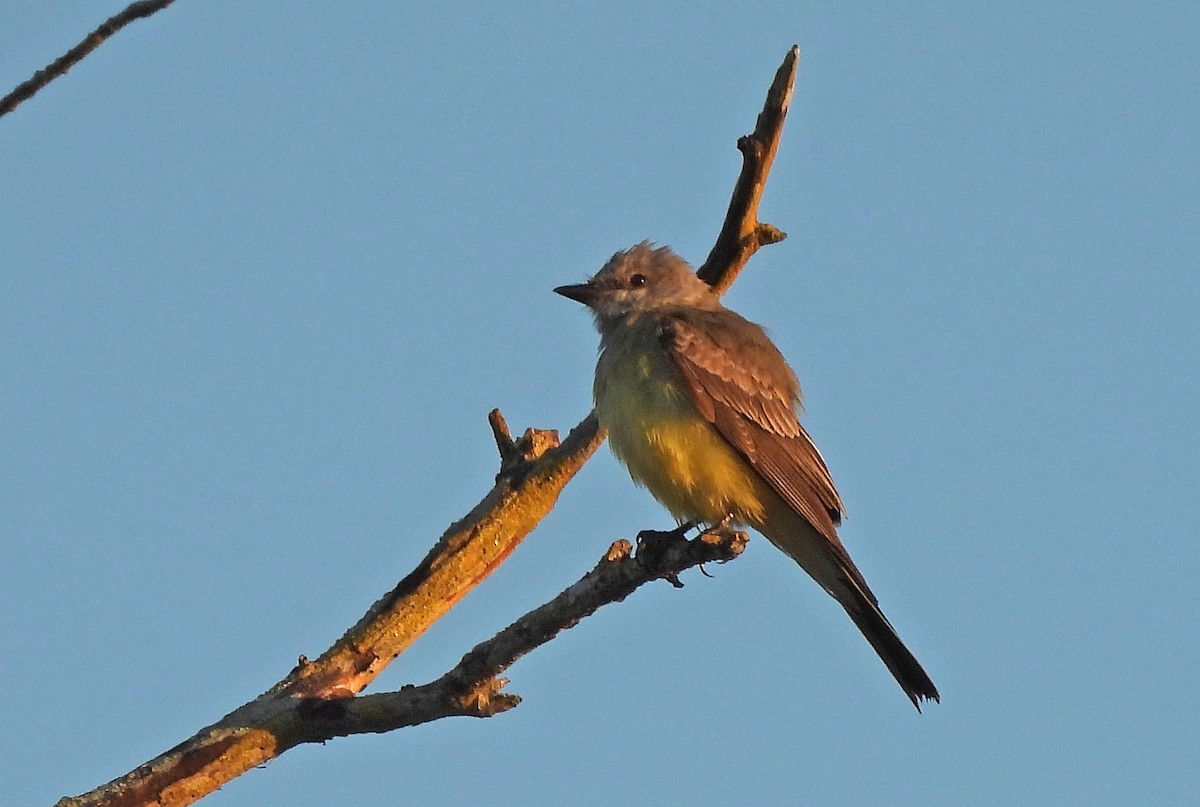 Western Kingbird - ML645461569