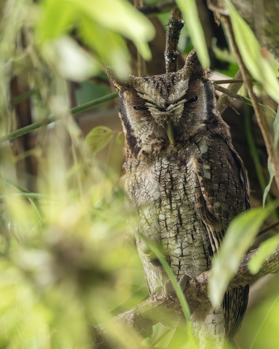 Long-tufted Screech-Owl - ML645461578