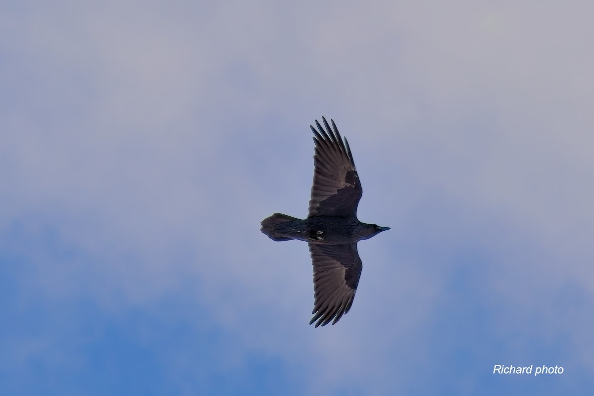 Erroi handia - ML645461579