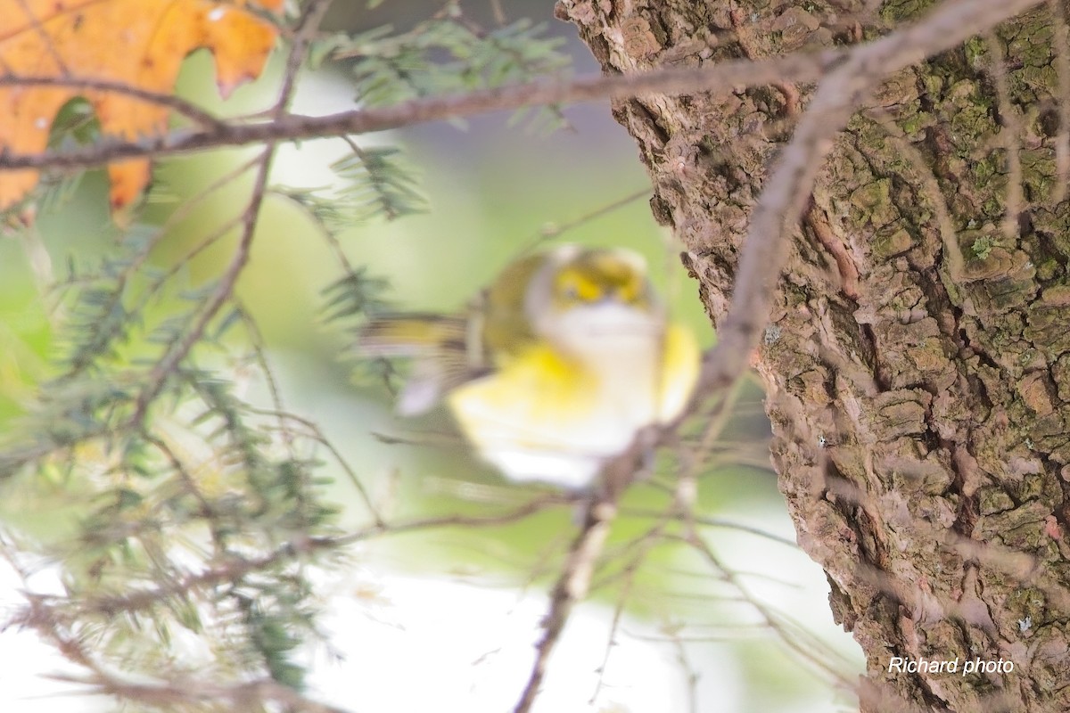 White-eyed Vireo - ML645461591