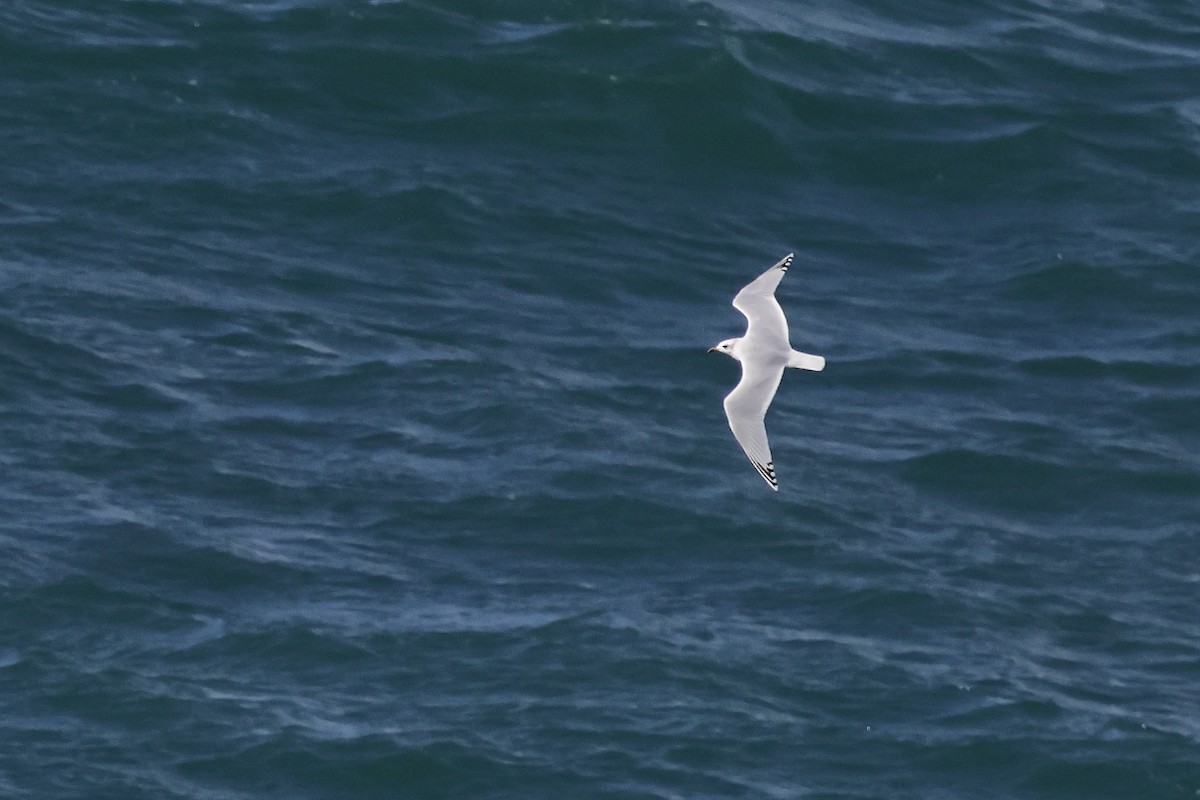 שחף שחור-ראש - ML645461608