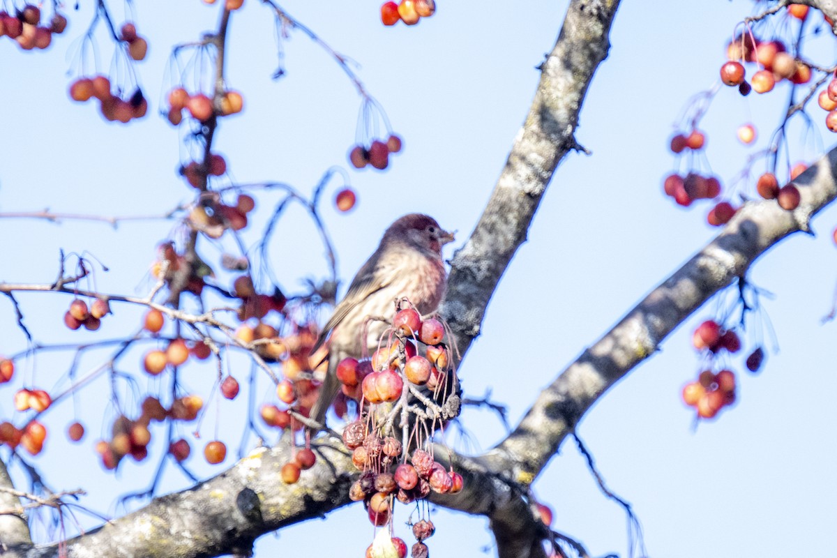 Purple Finch - ML645461612