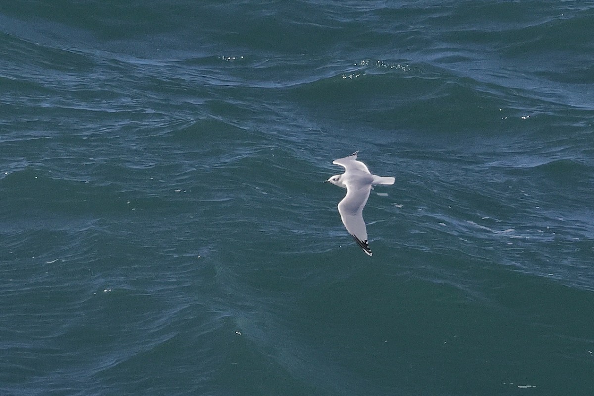 שחף שחור-ראש - ML645461613