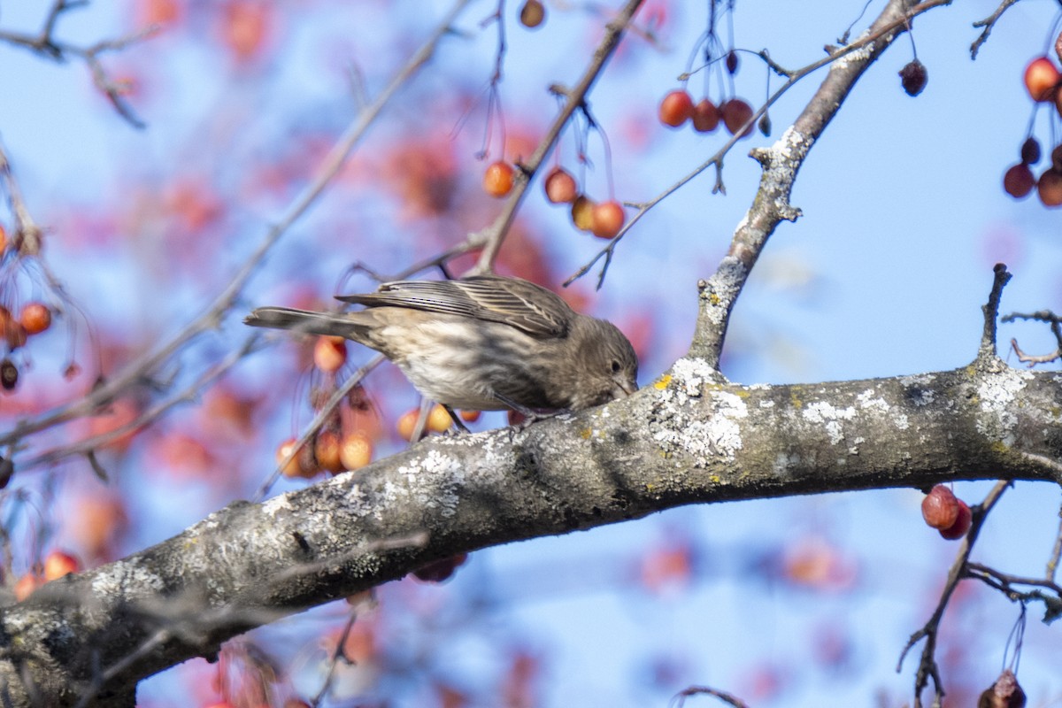 House Finch - ML645461615