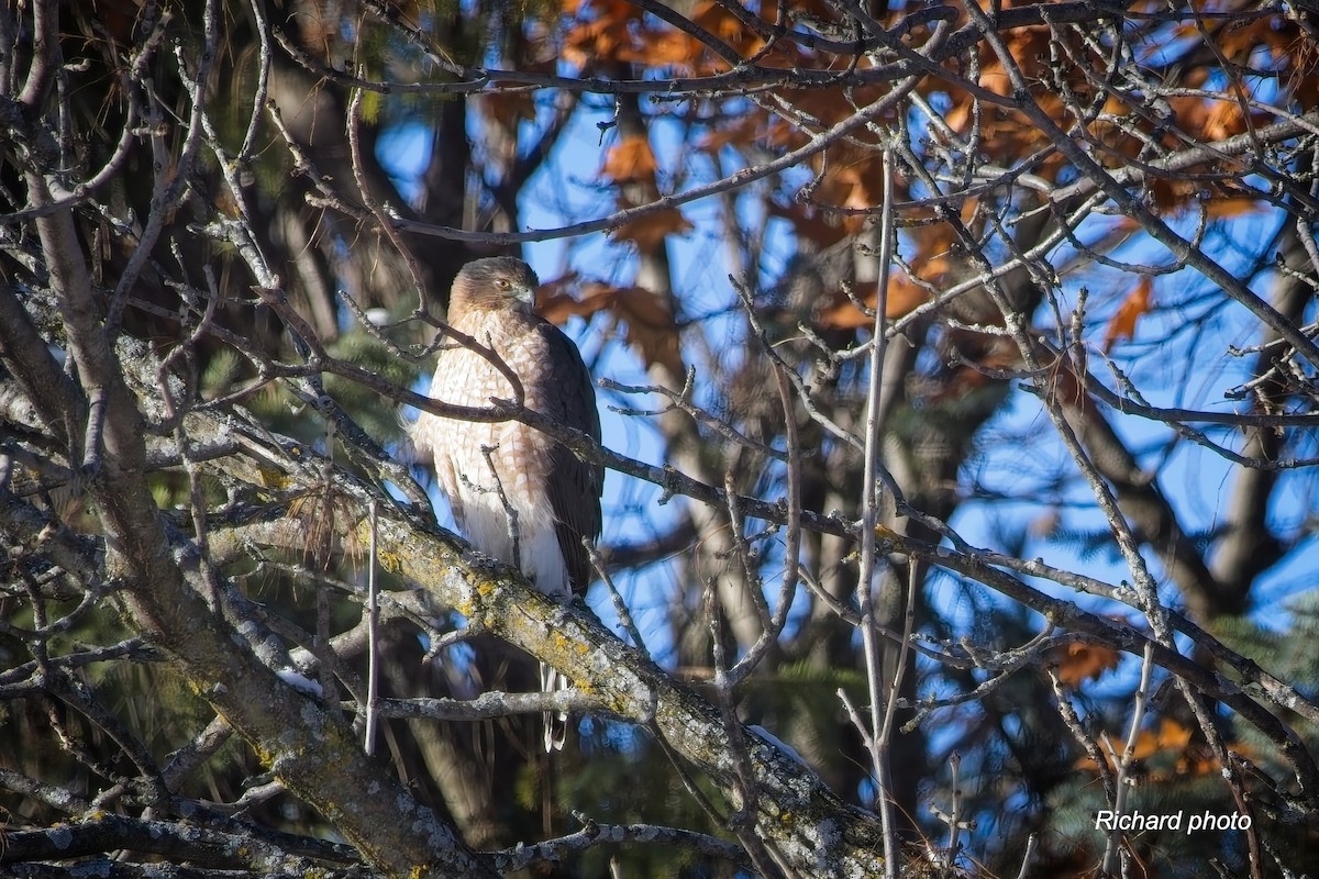 Cooper's Hawk - ML645461617