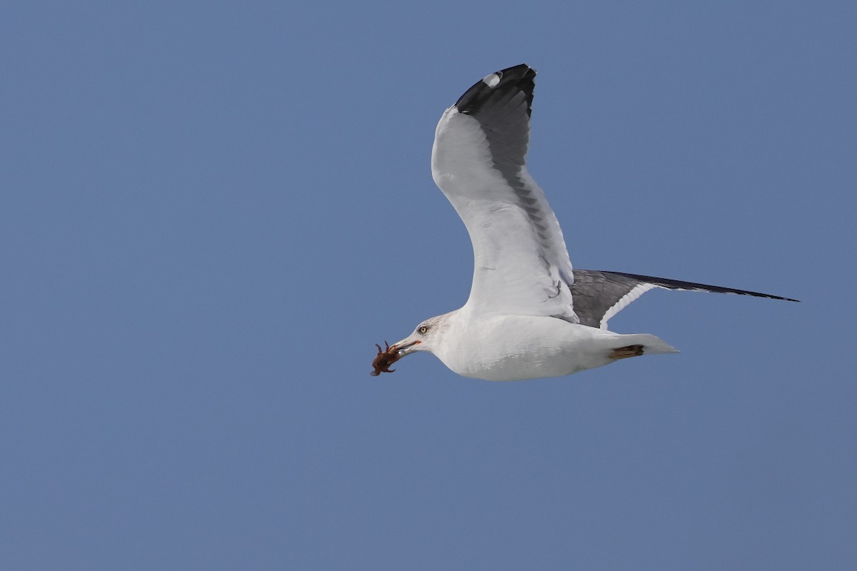 Бэсрэг цахлай - ML645461618