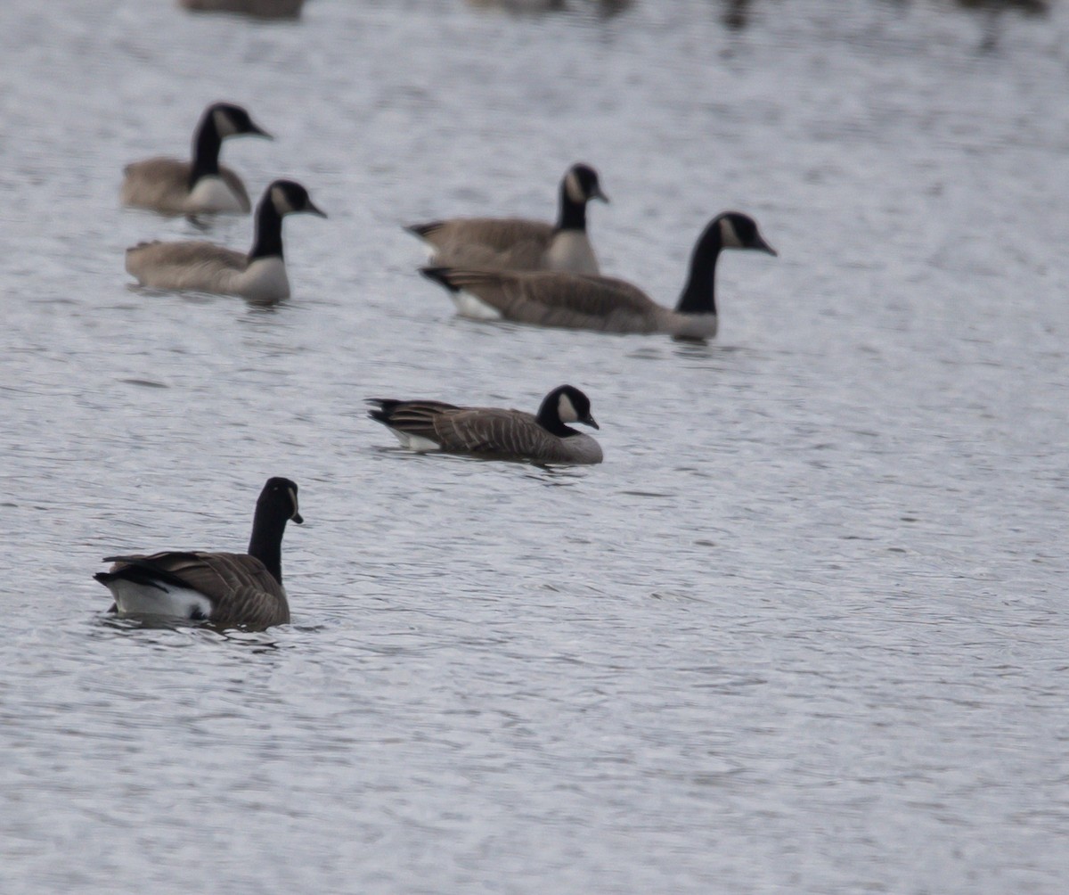 小加拿大雁 - ML645461621