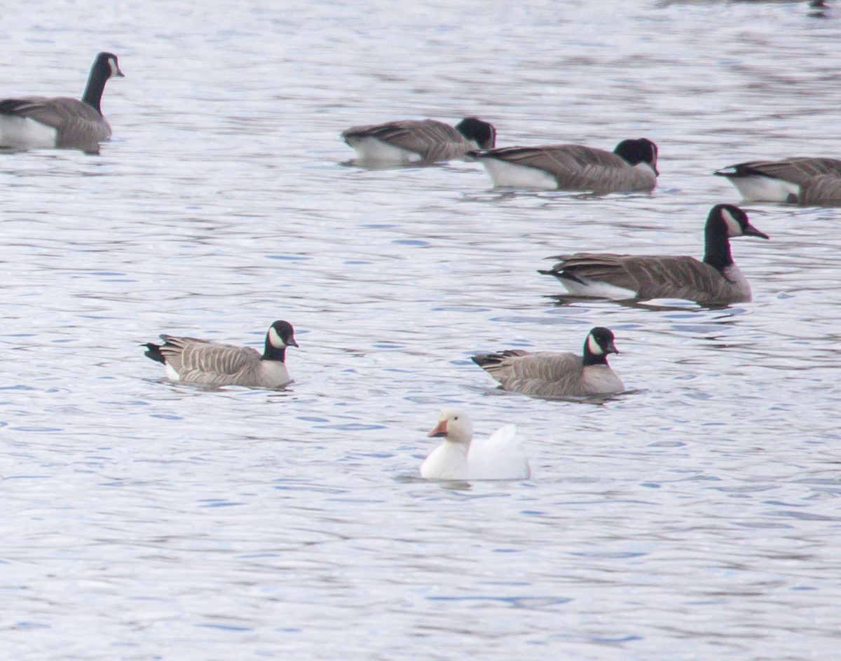 小加拿大雁 - ML645461622