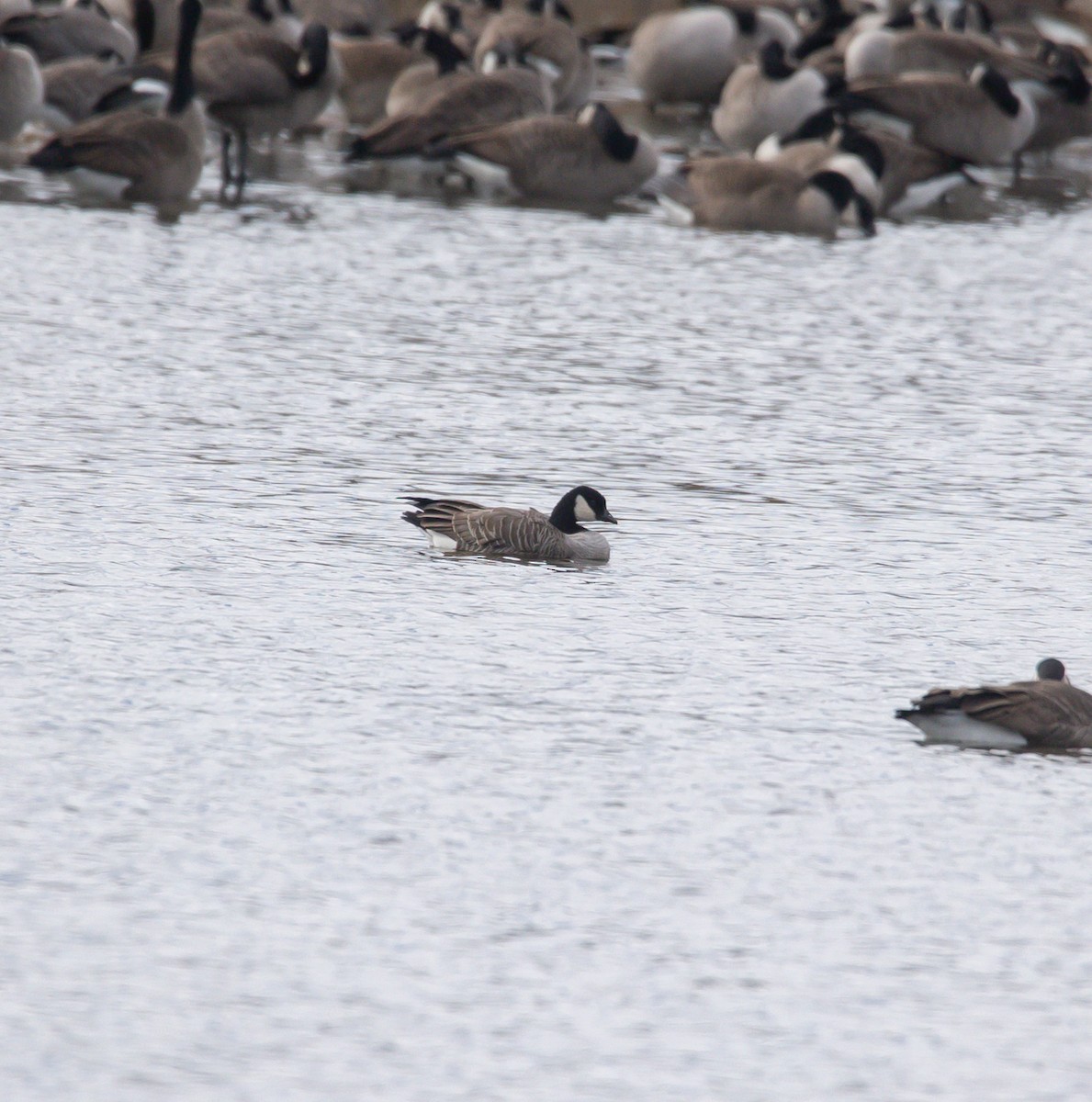 小加拿大雁 - ML645461623