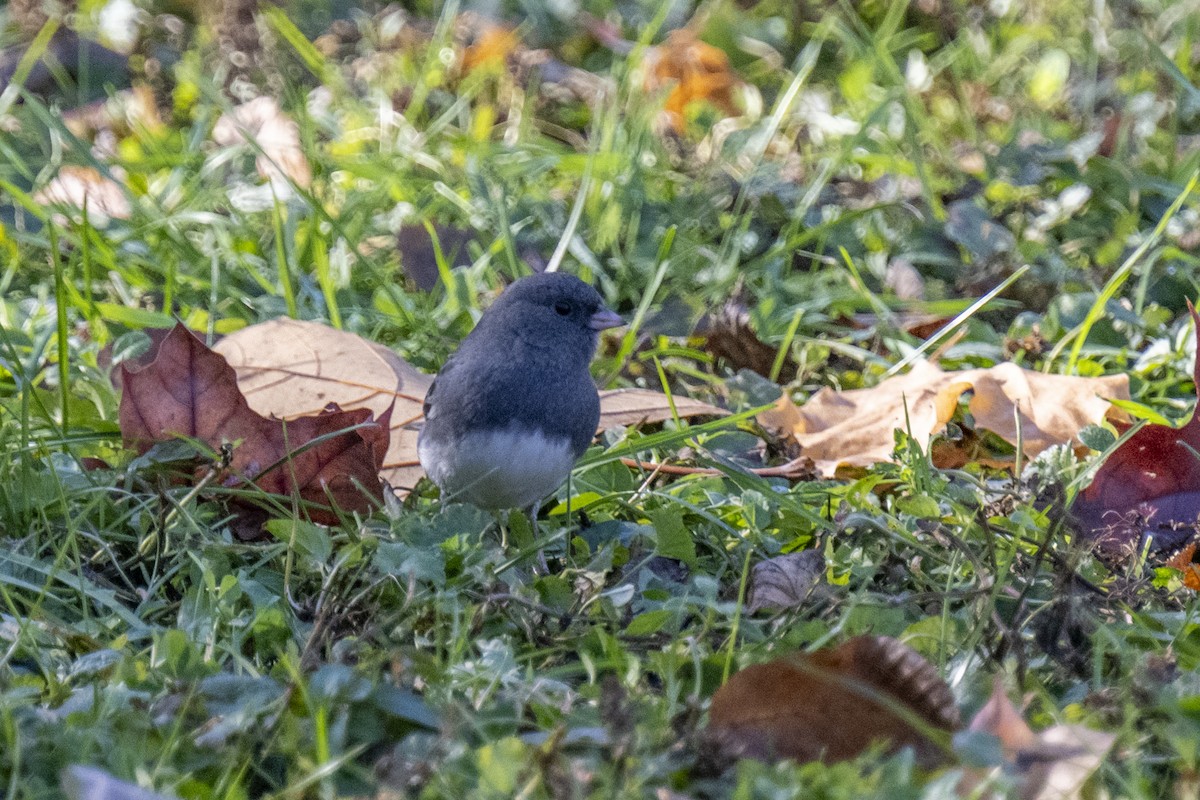 Dark-eyed Junco - ML645461625