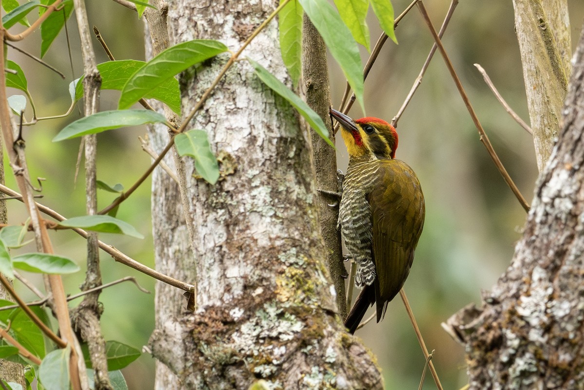 Altın Kaşlı Ağaçkakan - ML645461629