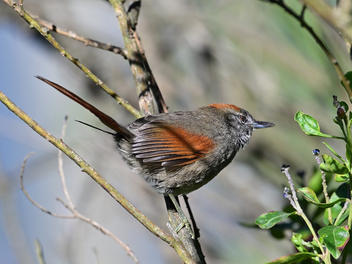 ミヤマオナガカマドドリ - ML645461634