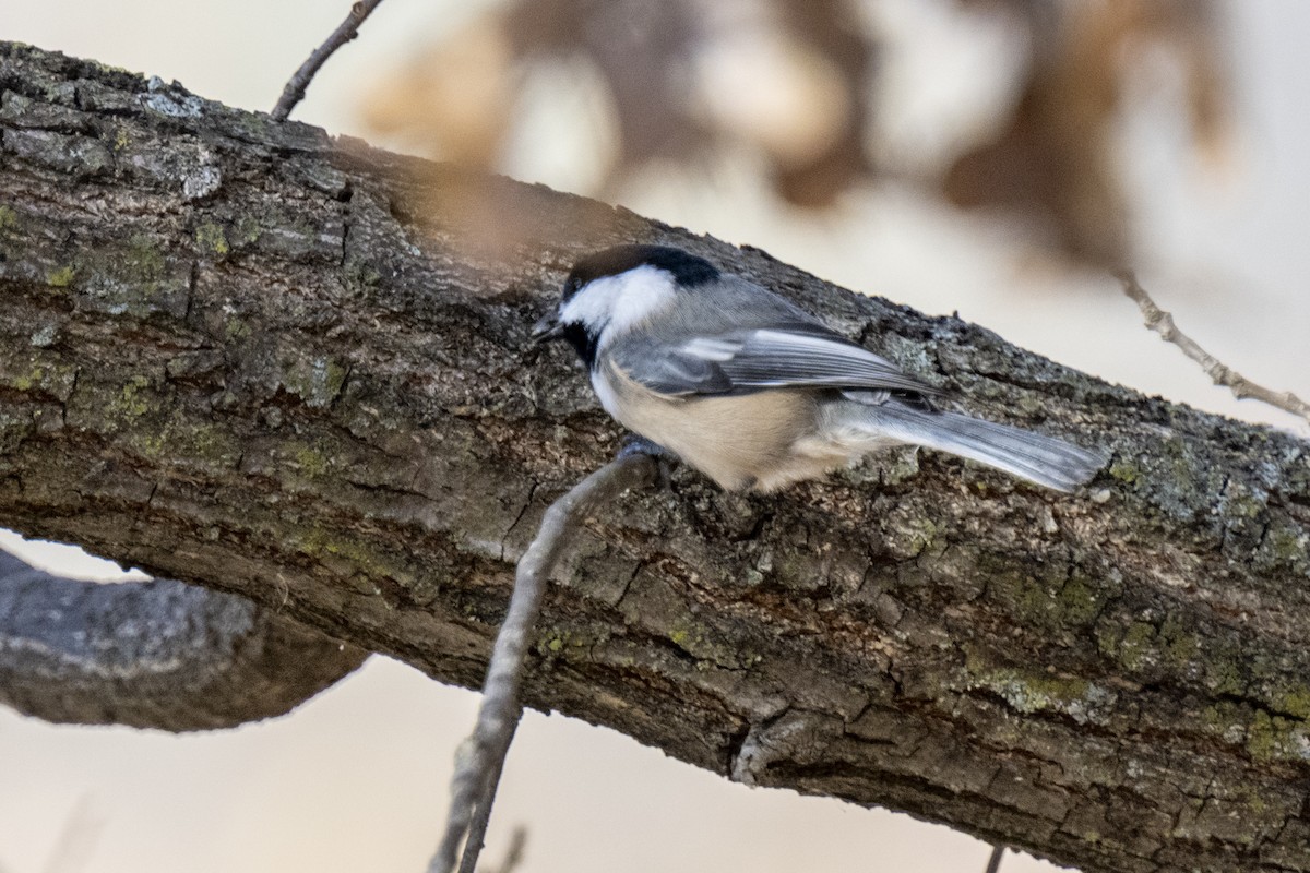 Black-capped Chickadee - ML645461635
