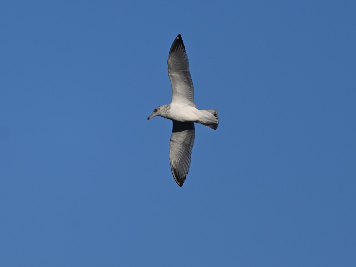 American Herring Gull - ML645461640