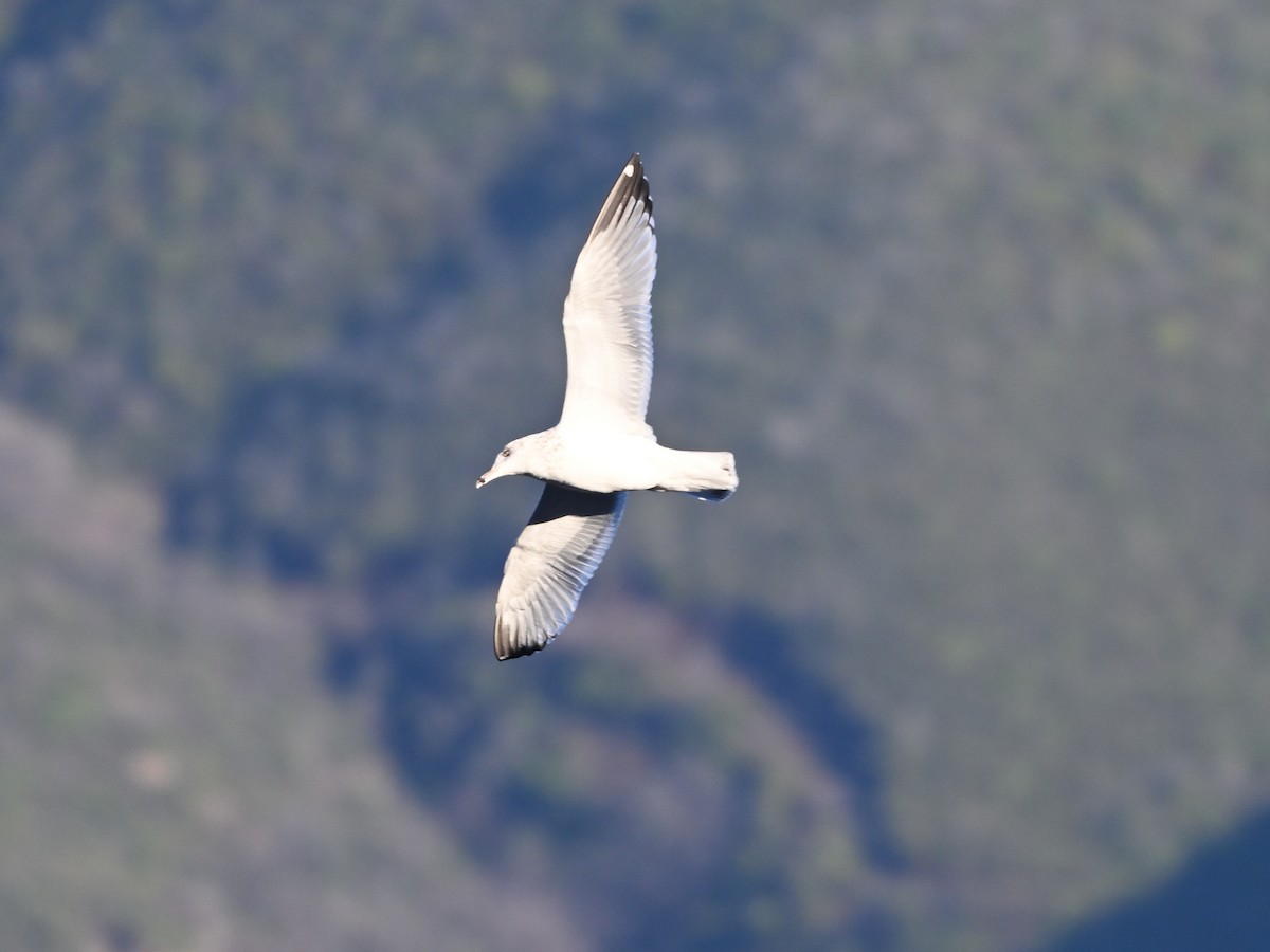 American Herring Gull - ML645461642