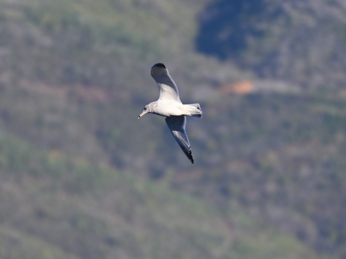 American Herring Gull - ML645461643