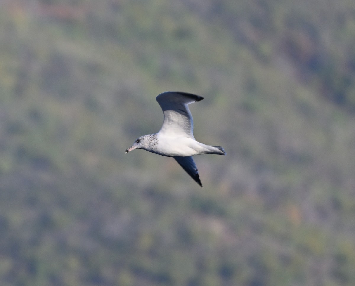 American Herring Gull - ML645461644