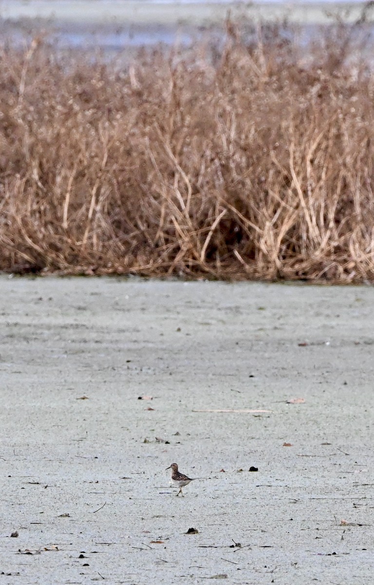 Çizgili Kumkuşu - ML645461652