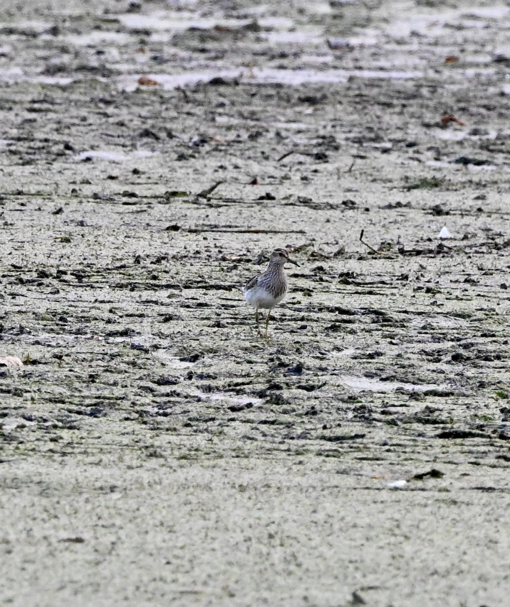 Çizgili Kumkuşu - ML645461653