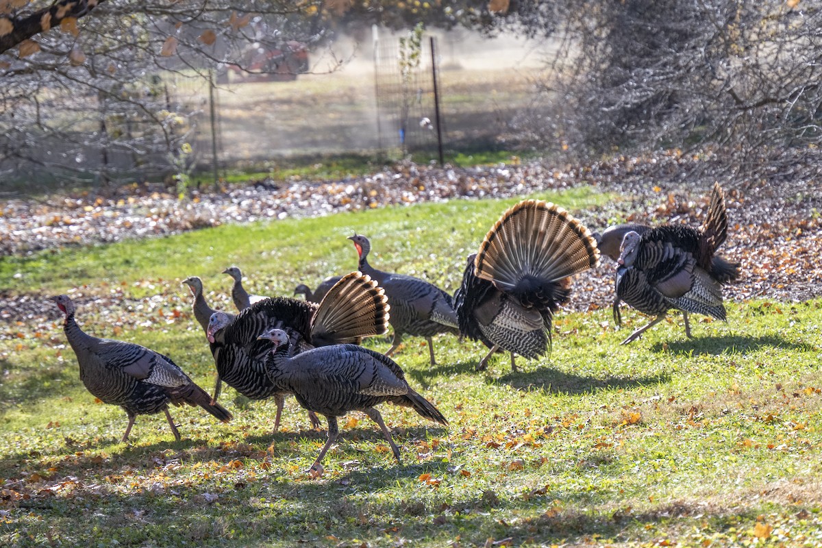 Wild Turkey - ML645461668