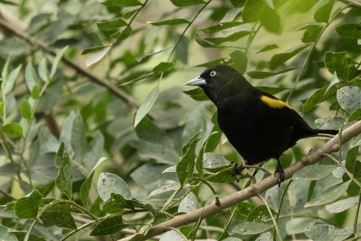 Golden-winged Cacique - ML645461669