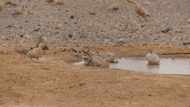 Рябок сенегальський - ML645461673