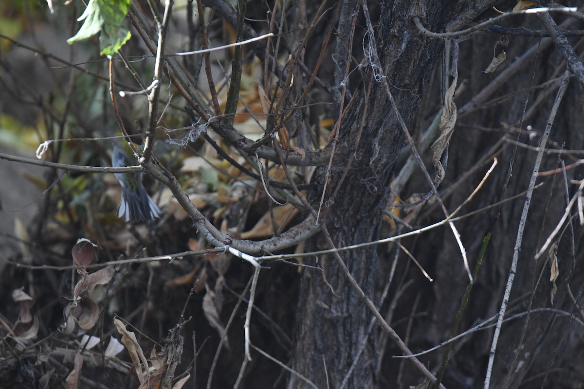 Chestnut-sided Warbler - ML645461674
