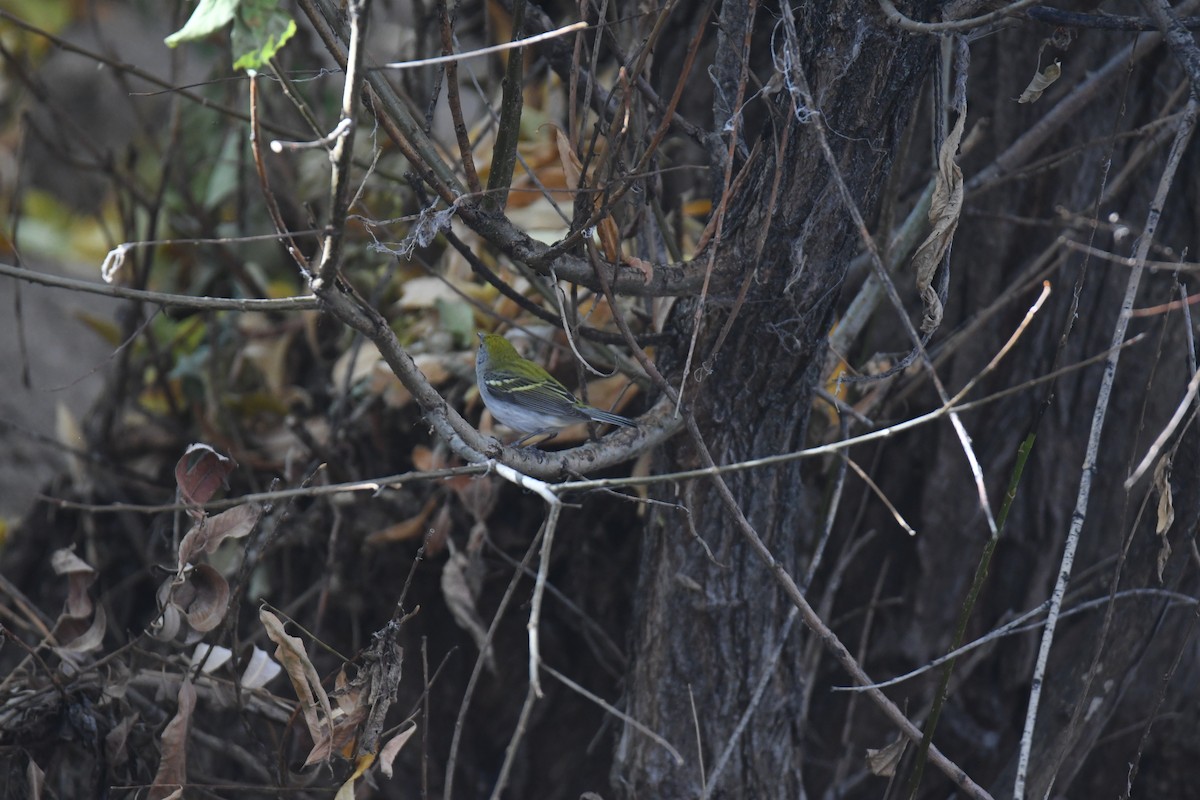Chestnut-sided Warbler - ML645461675