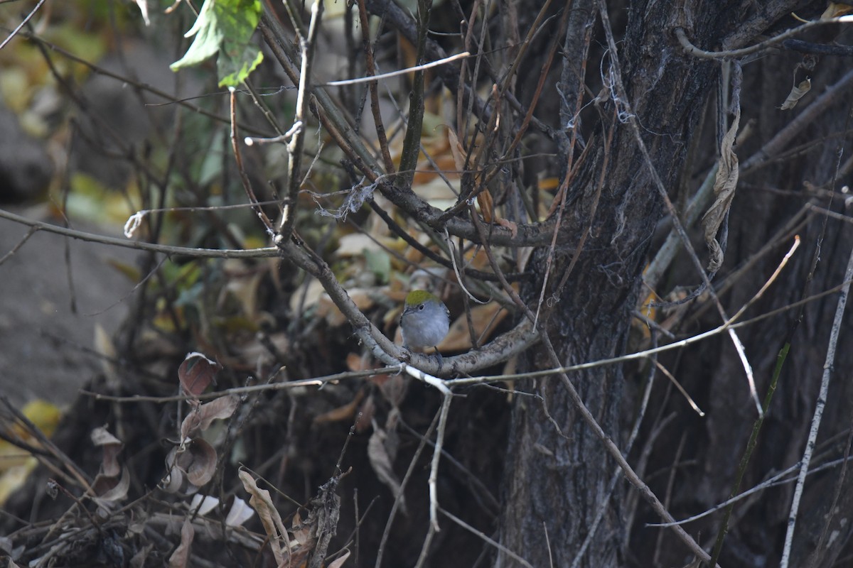 Chestnut-sided Warbler - ML645461676
