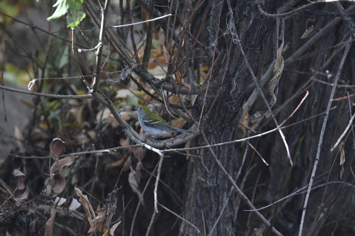 Chestnut-sided Warbler - ML645461677
