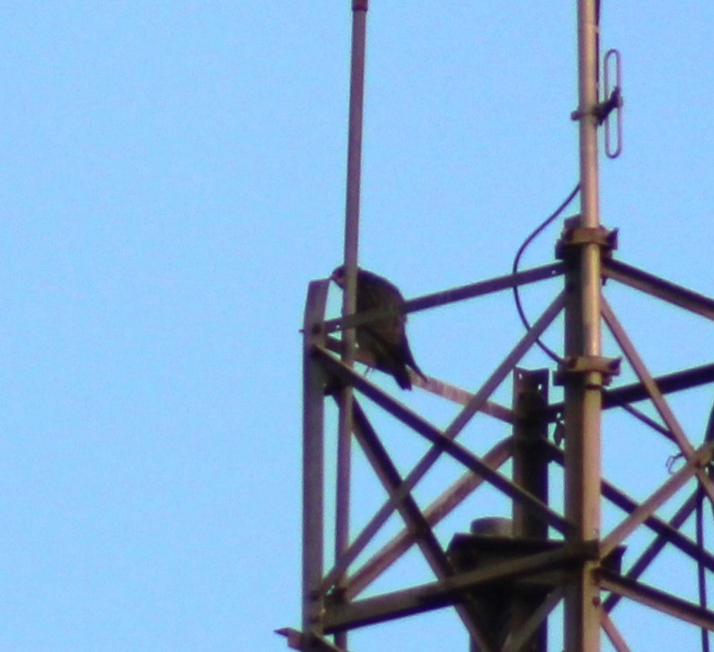 Peregrine Falcon - ML645461680