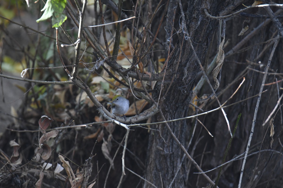 Chestnut-sided Warbler - ML645461683