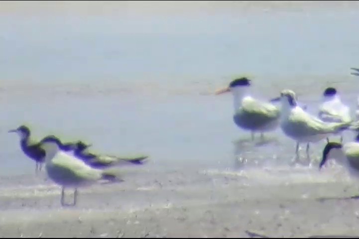 Lesser Crested Tern - ML645461694