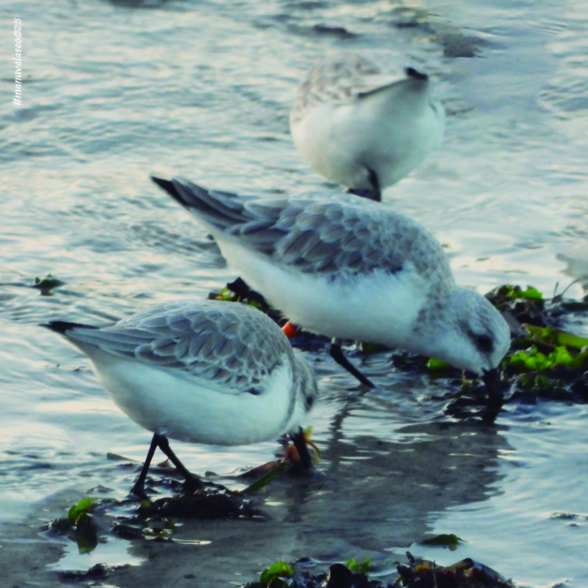 Песчанка - ML645461695