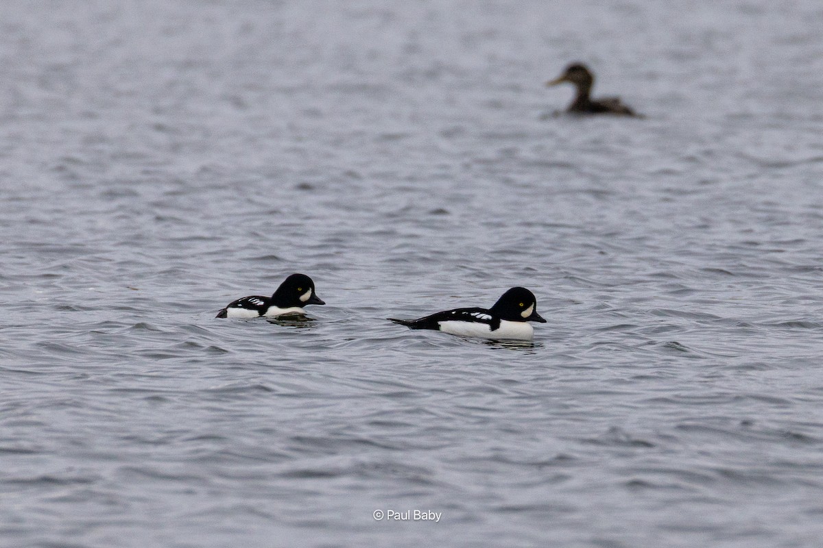 Barrow's Goldeneye - ML645461699