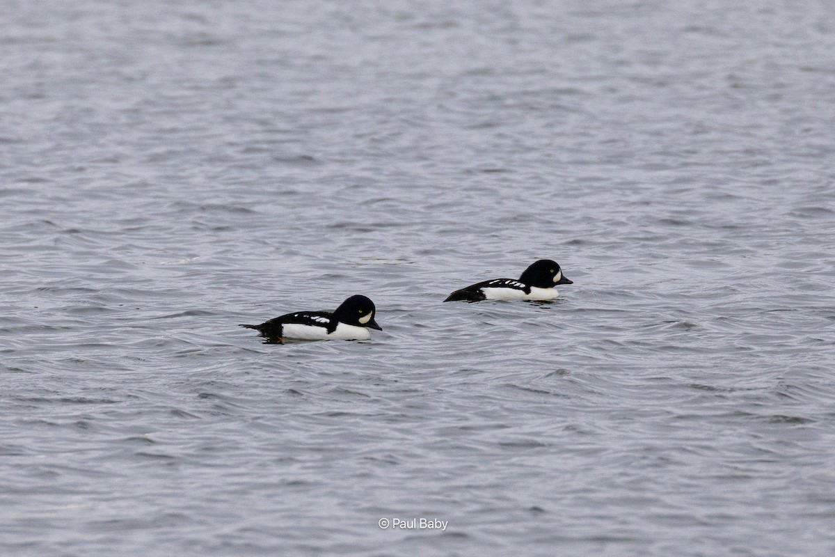 Barrow's Goldeneye - ML645461700