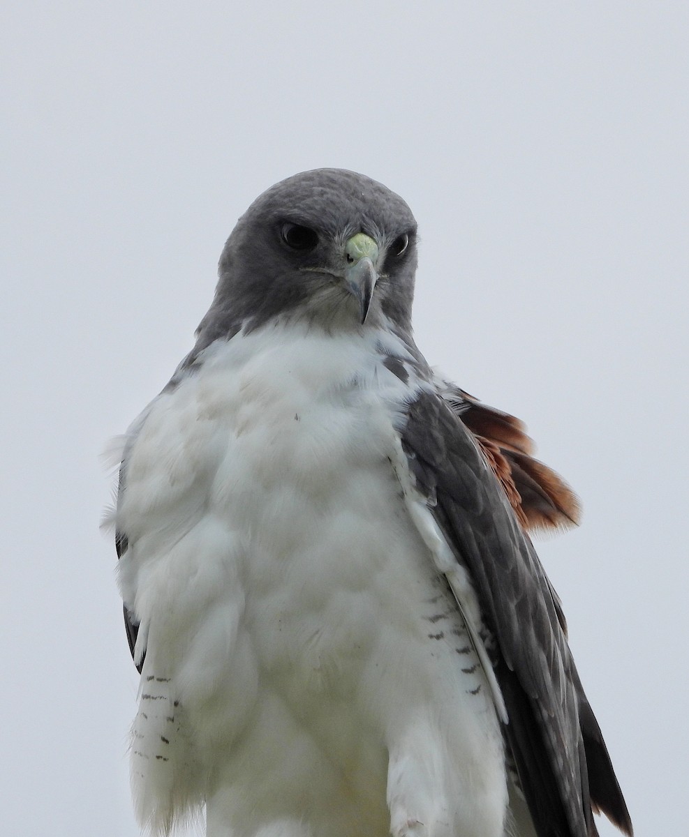White-tailed Hawk - ML645461707