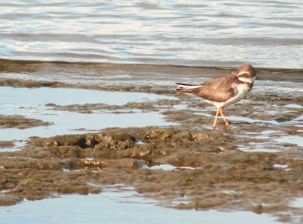 Semipalmated Plover - ML645461709