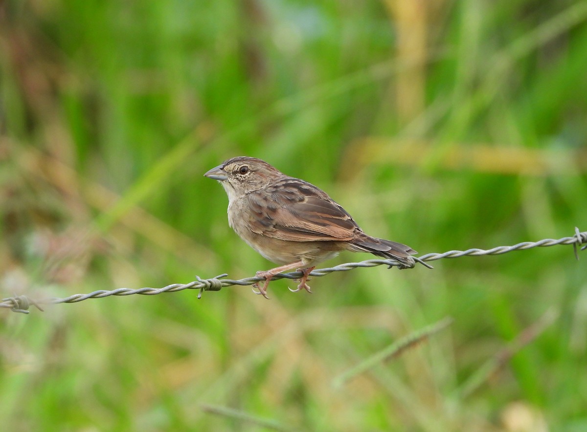 Botteri's Sparrow - ML645461719