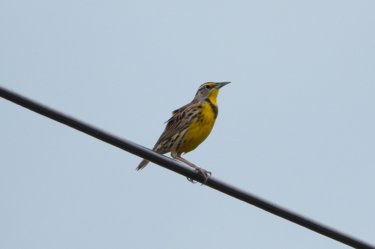 Eastern Meadowlark - ML645461729