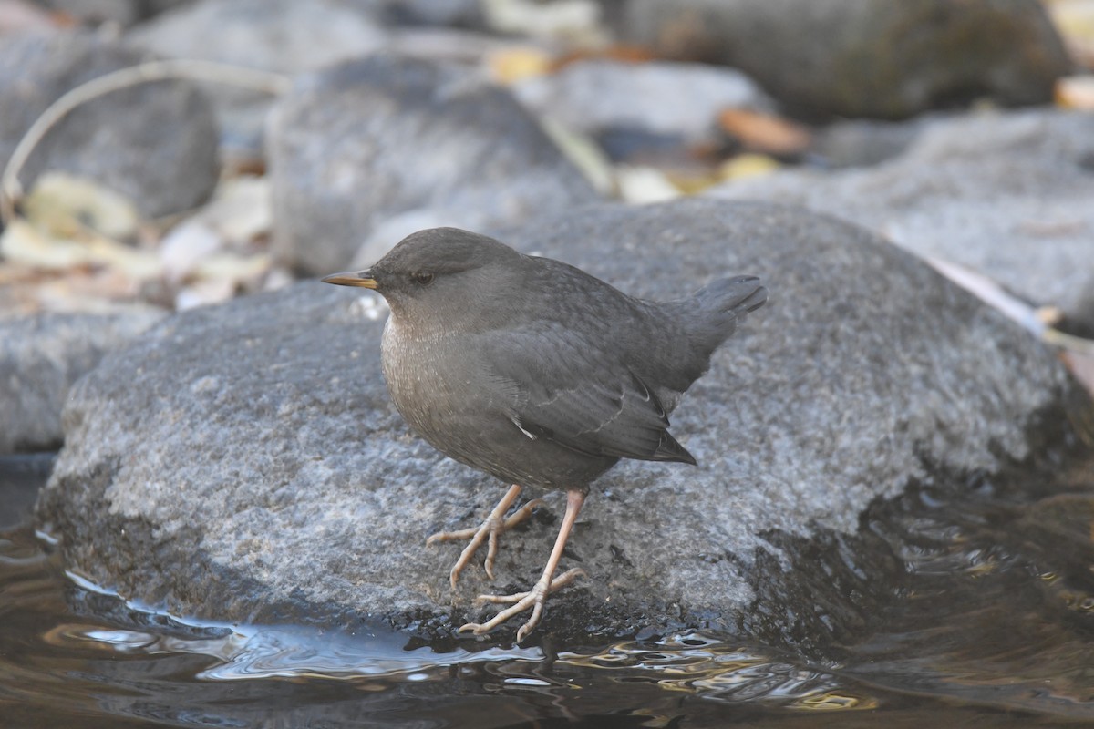 Ur-zozo iparramerikarra - ML645461730