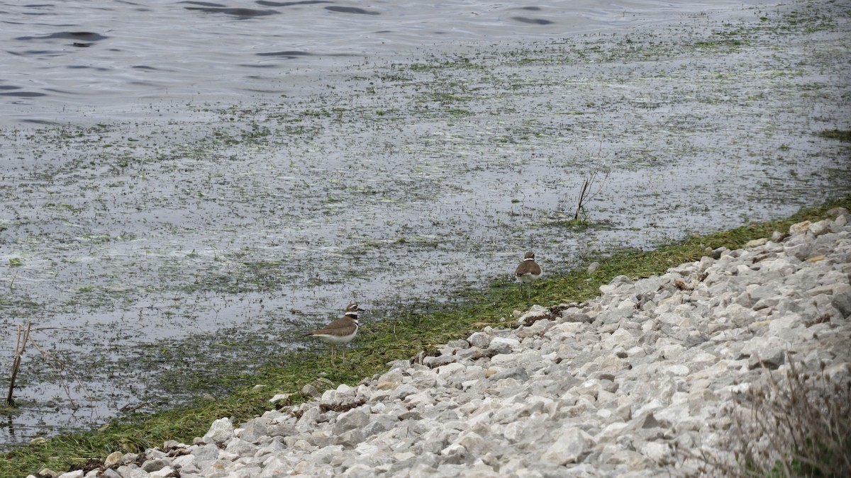 Killdeer - ML645461735